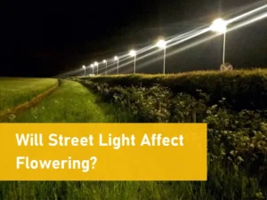 will street light affect flowering